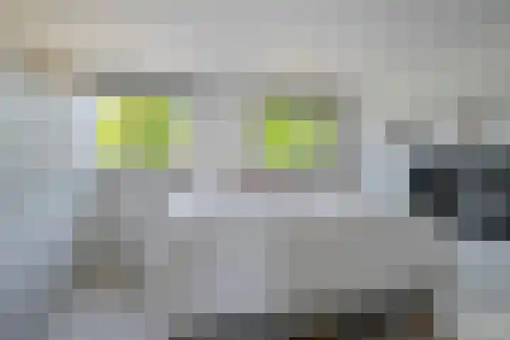 Houtwal 8 Gemert thumbnail 29