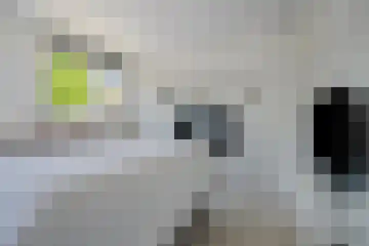 Houtwal 8 Gemert thumbnail 30
