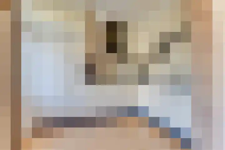 Houtweg 22 Alkmaar thumbnail 17