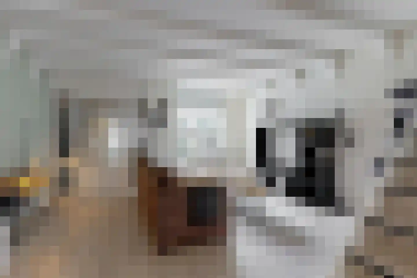Houtzaagmolen 2 Hoorn thumbnail 5