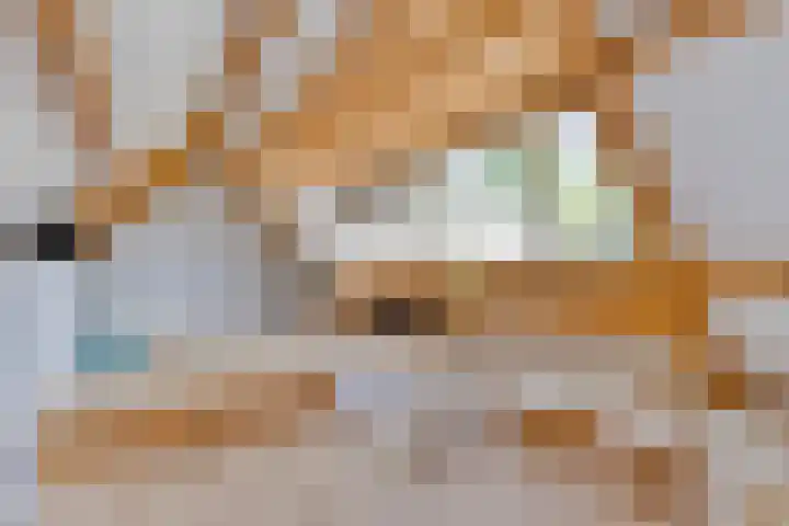 Hovendsestraat 9 Brakel thumbnail 25