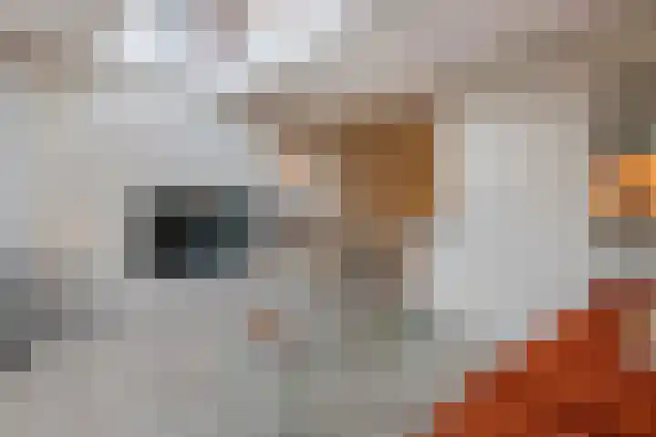 Hovenierslaantje 24 Tiel thumbnail 17