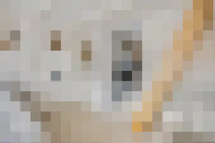 Hoveniersweg 9 Tiel thumbnail 37