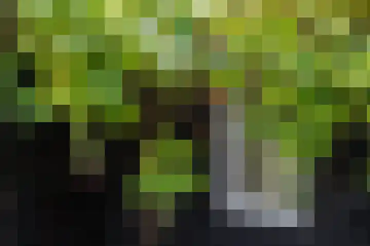 Hovinge 3 Zuidlaren thumbnail 34