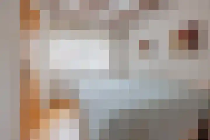 Hubertusstraat 25 Swolgen thumbnail 17