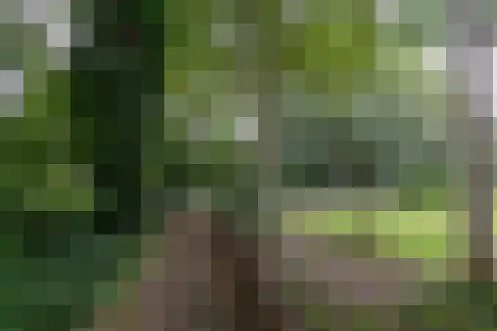 Huchten 2 Drachtstercompagnie thumbnail 65