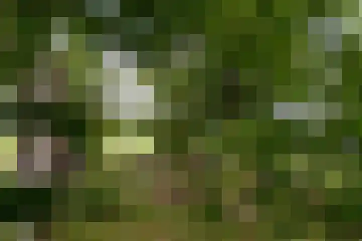 Huchten 2 Drachtstercompagnie thumbnail 68