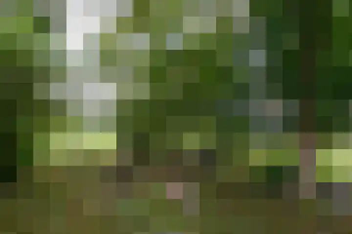 Huchten 2 Drachtstercompagnie thumbnail 69