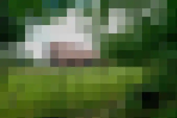 Huchten 2 Drachtstercompagnie thumbnail 71