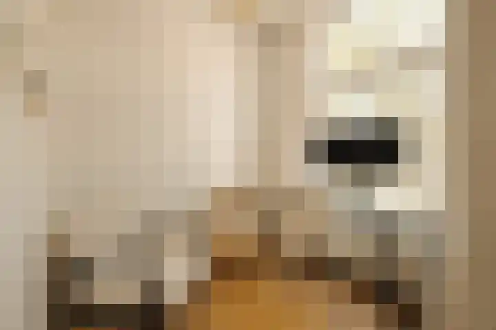 Hugo de Grootplein 10 3 Amsterdam thumbnail 11