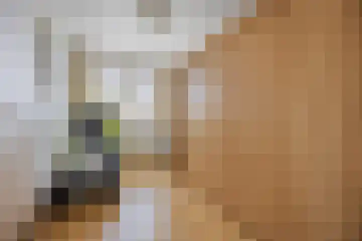 Hugo de Grootstraat 102 Drunen thumbnail 22