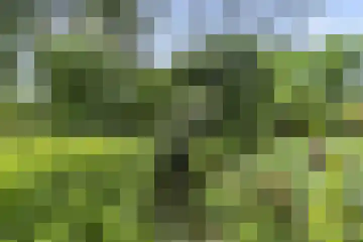 Hugo de Vriespark 4 Lunteren thumbnail 44