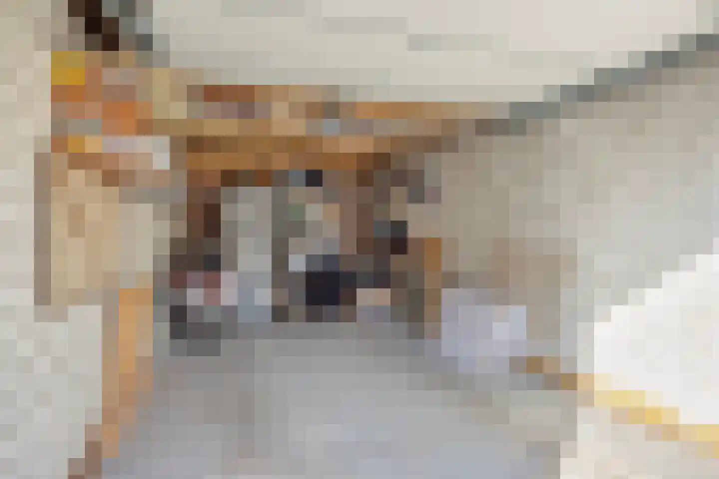Huisakker 35 Baarle-Nassau thumbnail 59