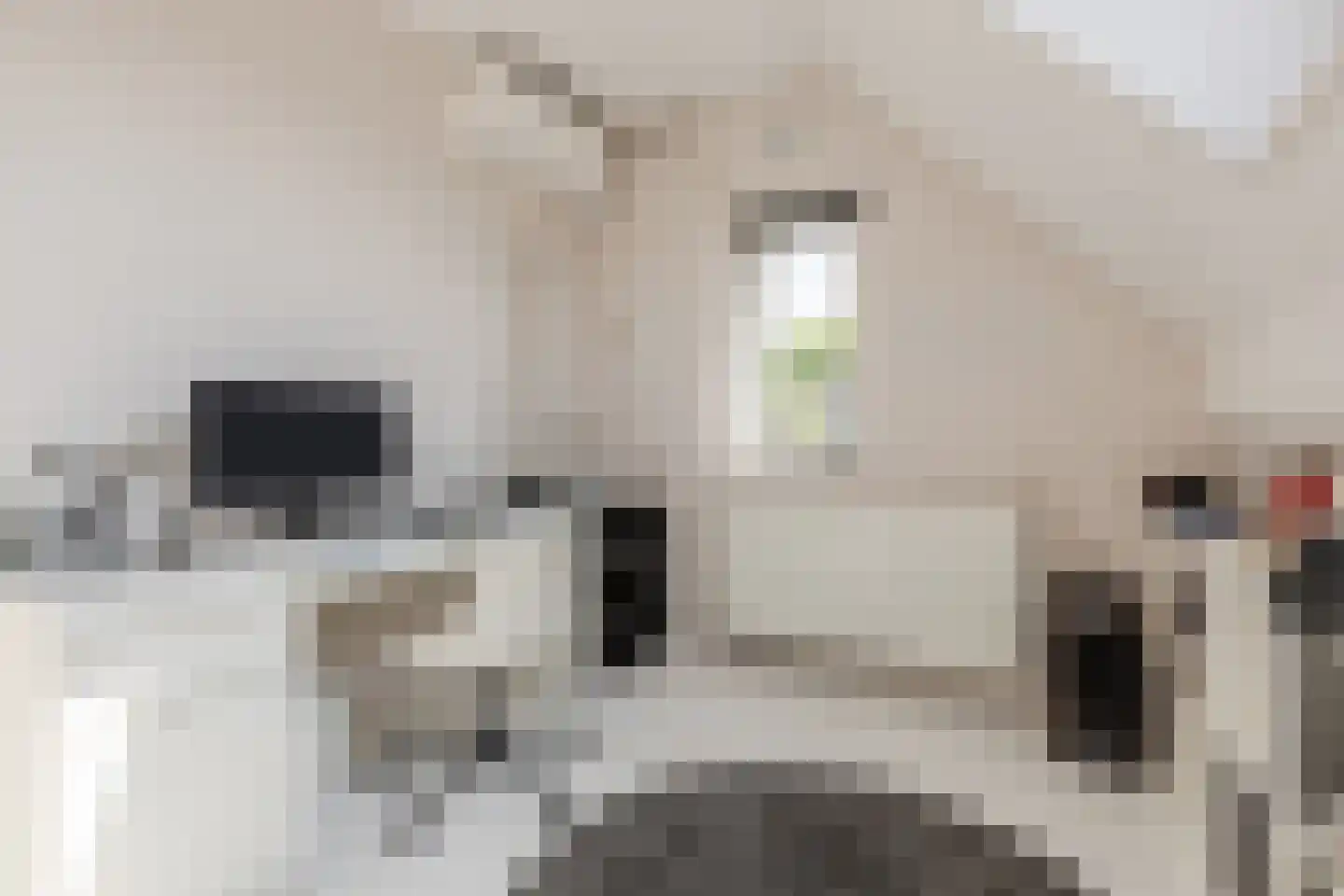 Huiserf 54 Breda thumbnail 30