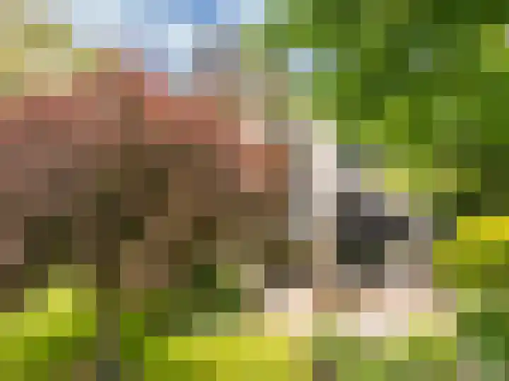 Huismansweg 11 Schoorl thumbnail 38