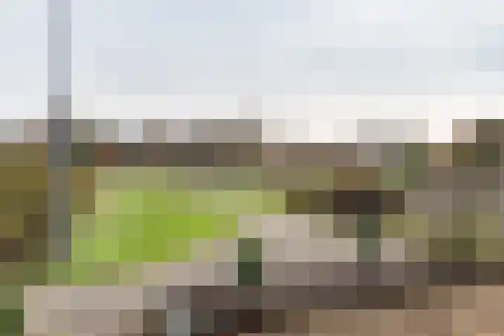Huismus 25 Emmen thumbnail 6