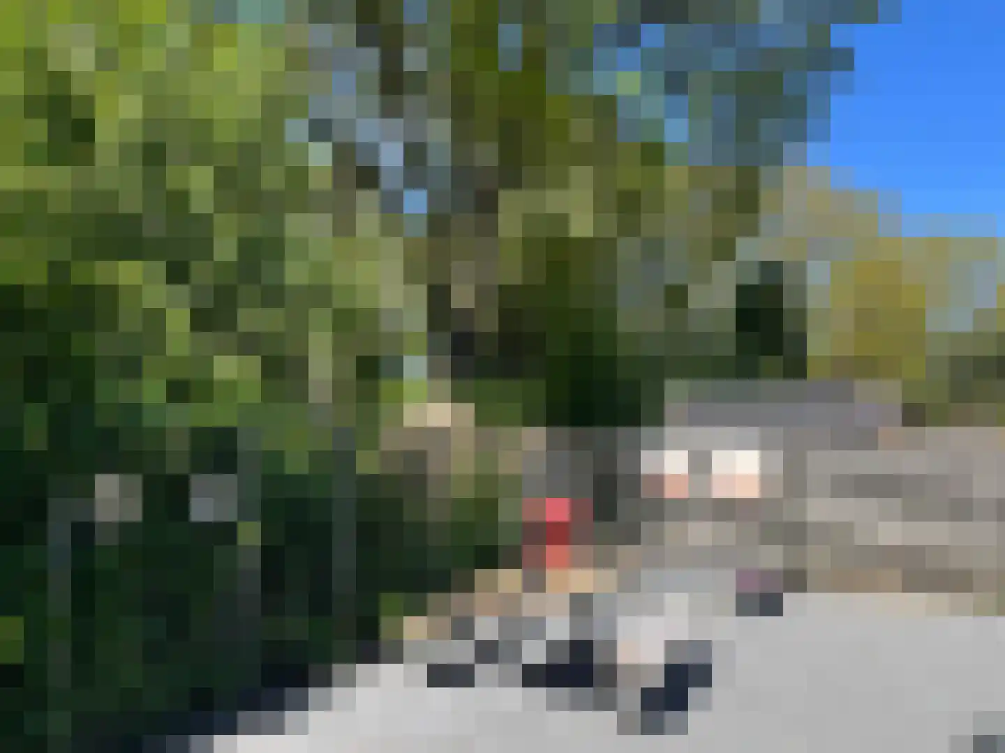 Huismus 6 Emmen thumbnail 15