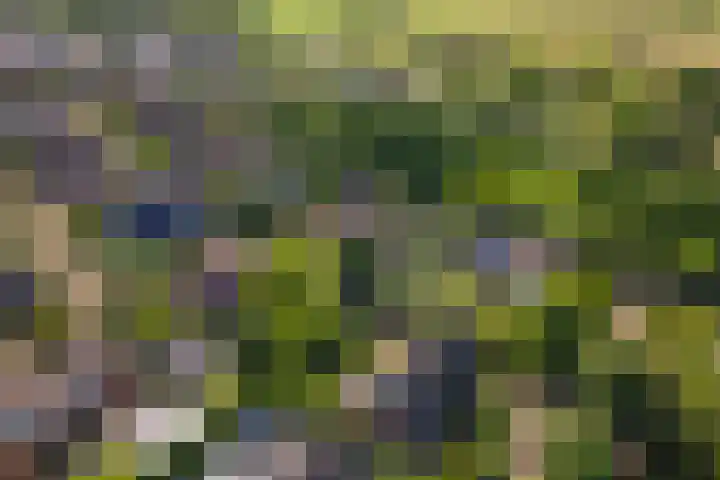 Huizekamplaan 21 Beesd thumbnail 66