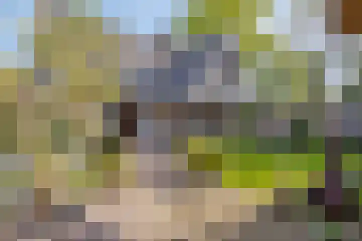 Huizingsbrinkweg 13 Emmen thumbnail 41