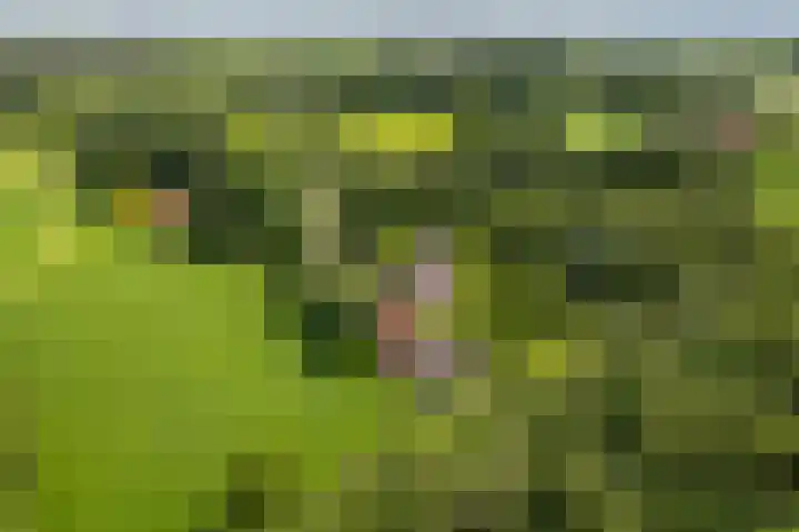 Hukkersdijk 5 Ruurlo thumbnail 7