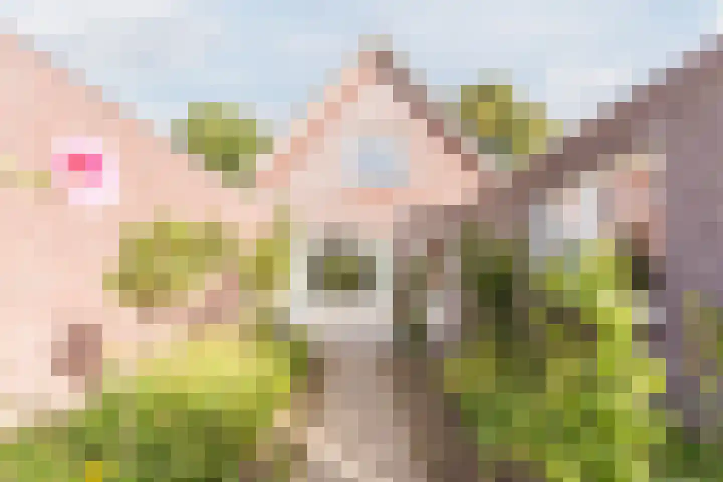 Hulsakker 18 Bergeijk thumbnail 43