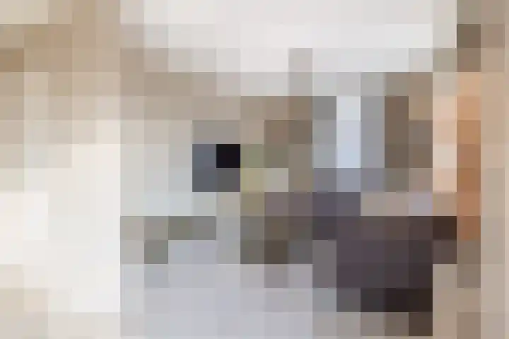 Hulsbos 1 Liessel thumbnail 19