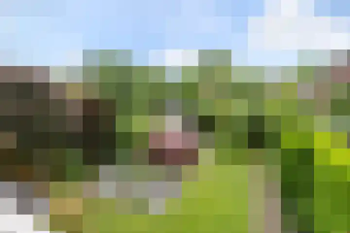 Hulsbossen 20 Hooge Mierde thumbnail 29