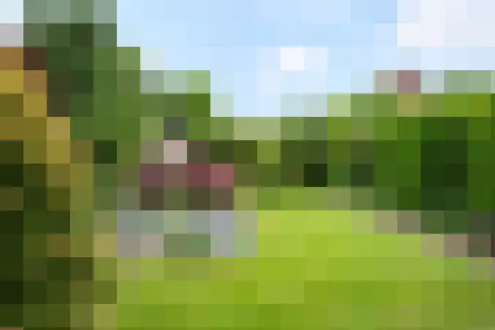 Hulsbossen 20 Hooge Mierde thumbnail 32