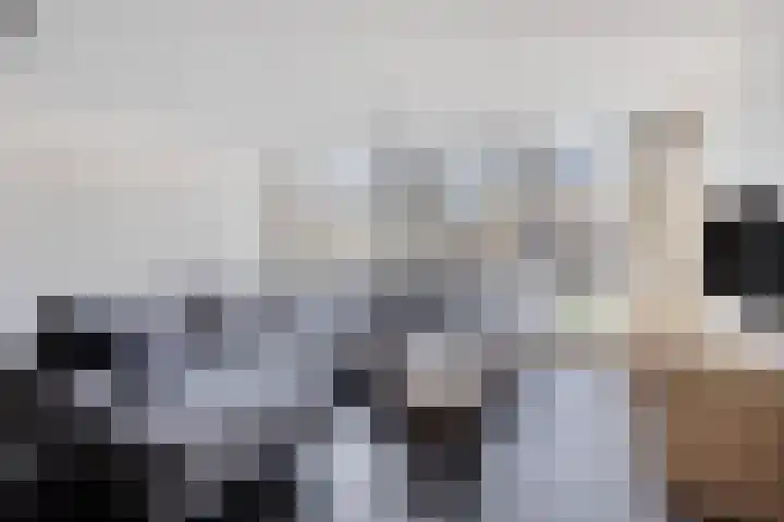 Hulst 4 Cuijk thumbnail 12