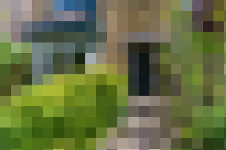 Hulst 70 Geldrop thumbnail 6