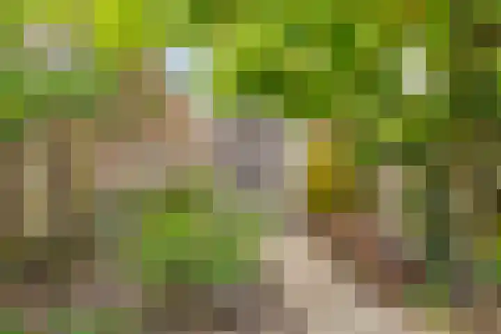 Hulstakker 15 Baarle-Nassau thumbnail 38