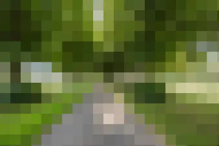Hulsterweg 33 Kloosterzande thumbnail 27