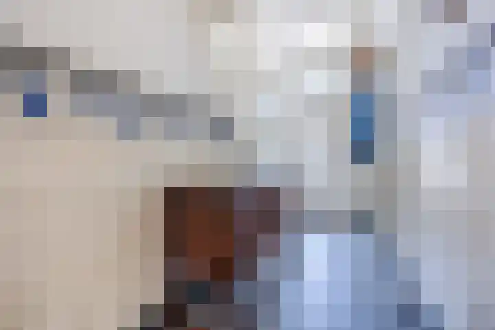 Hulsterweg 33 Kloosterzande thumbnail 5