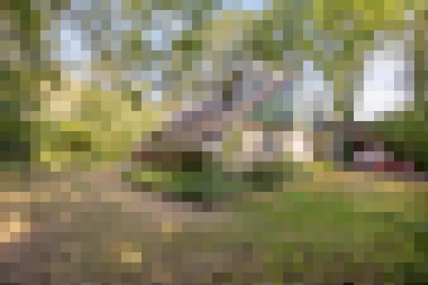 Hulsthof 41 Appelscha thumbnail 29