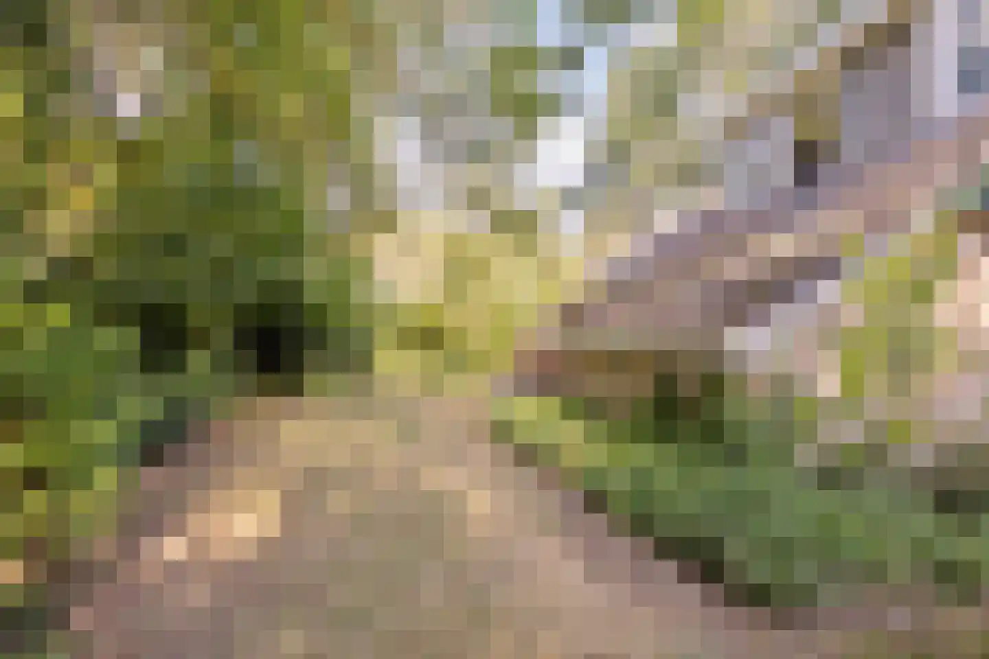 Hulsthof 41 Appelscha thumbnail 30