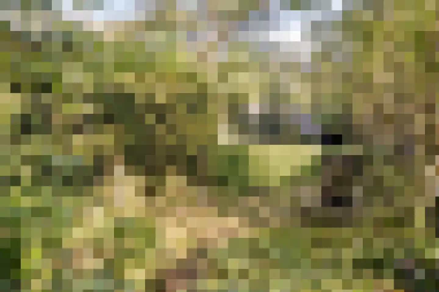Hulsthof 41 Appelscha thumbnail 33