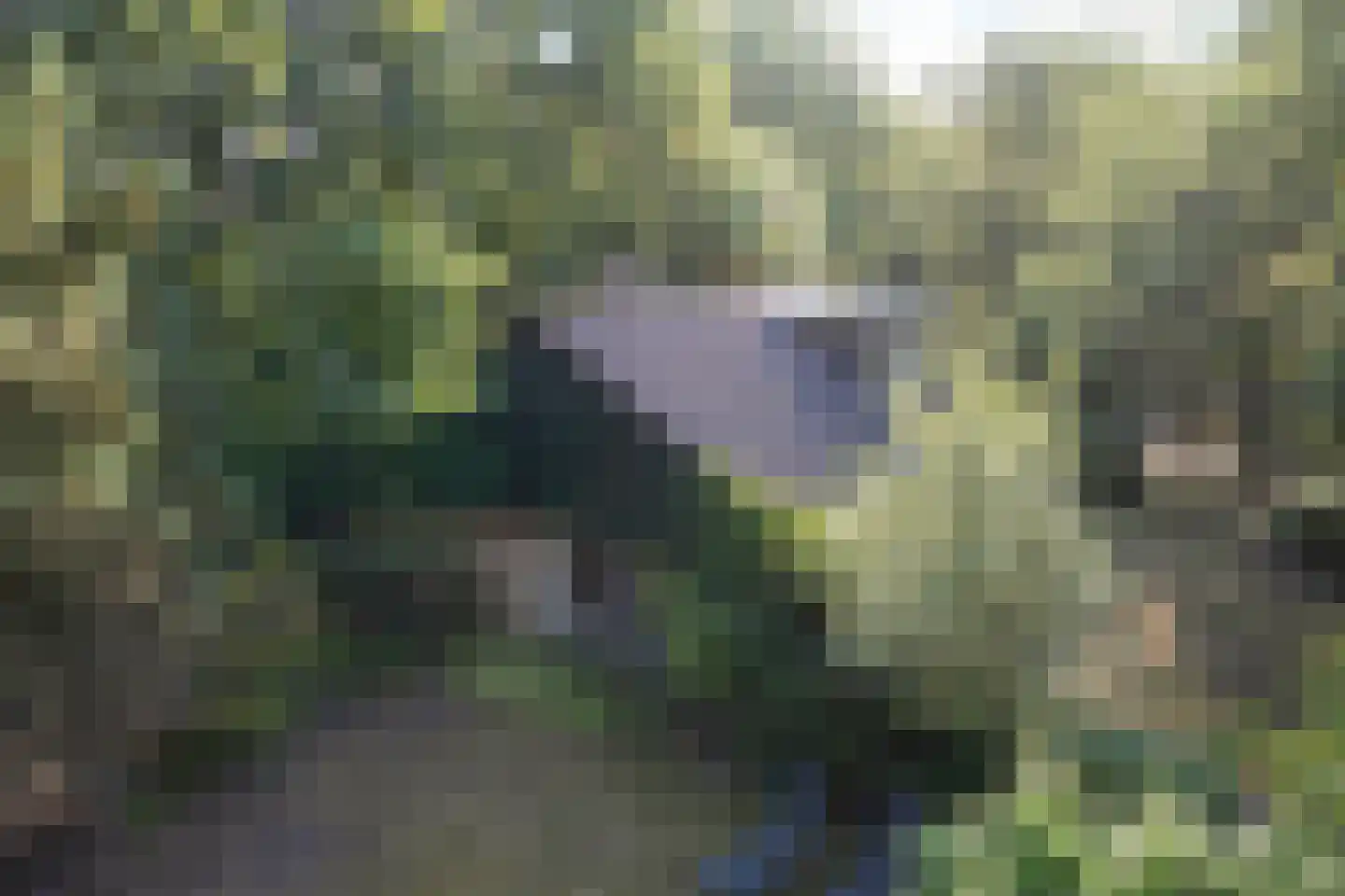 Hulsthof 41 Appelscha thumbnail 38