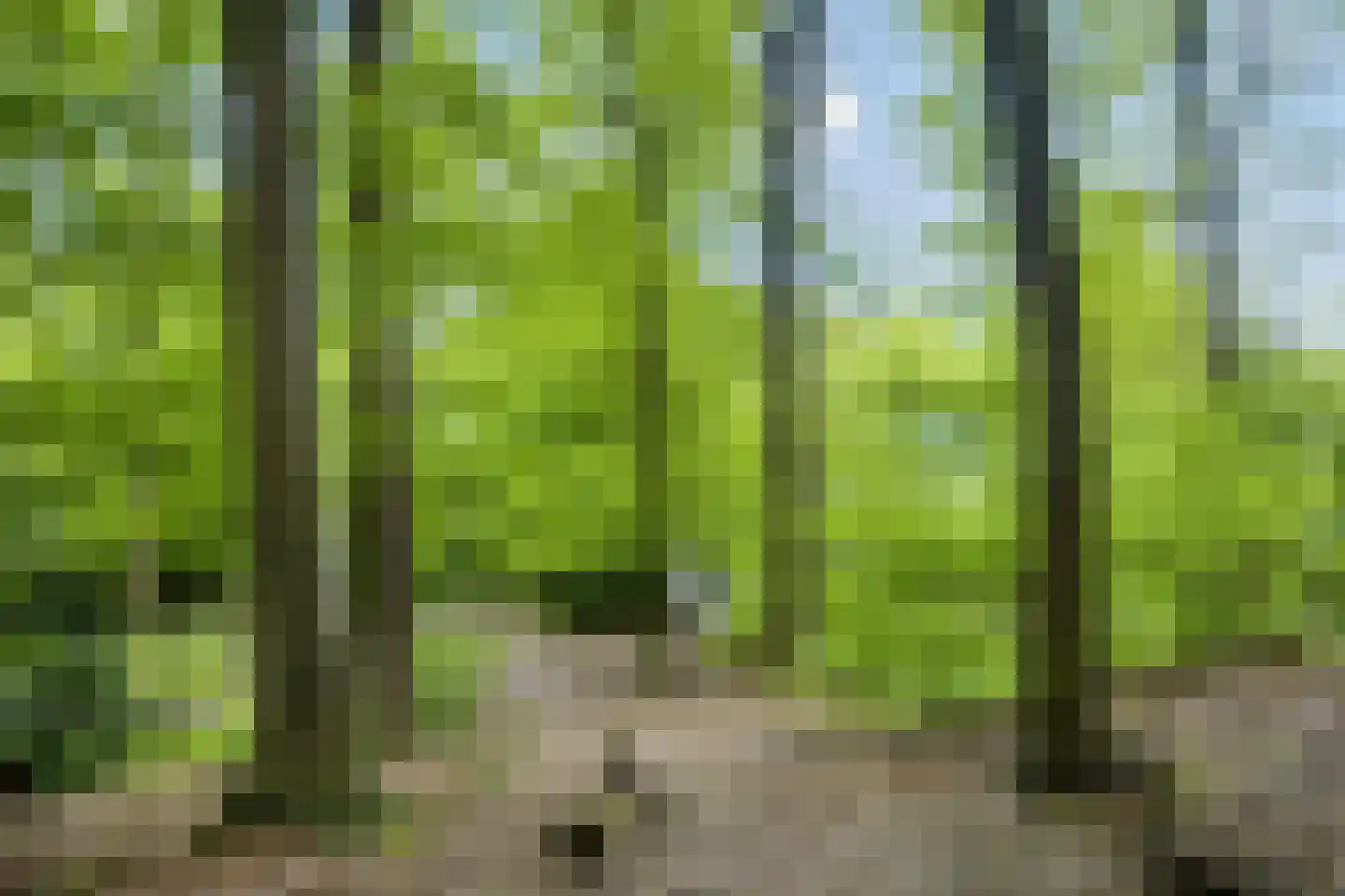 Hulsthof 60 Appelscha thumbnail 4