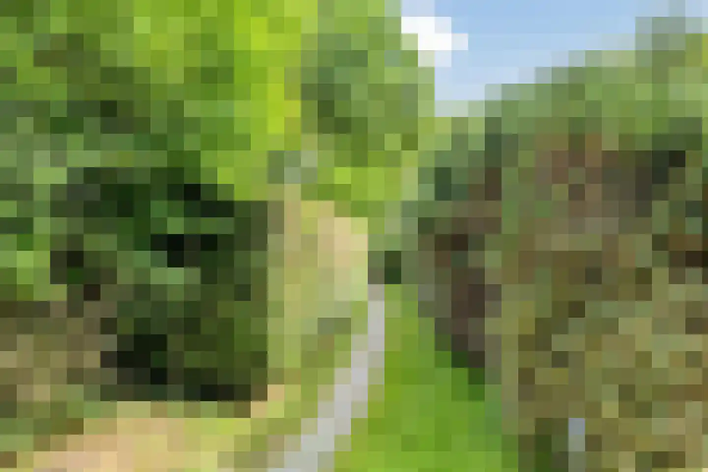 Hulsthof 60 Appelscha thumbnail 45