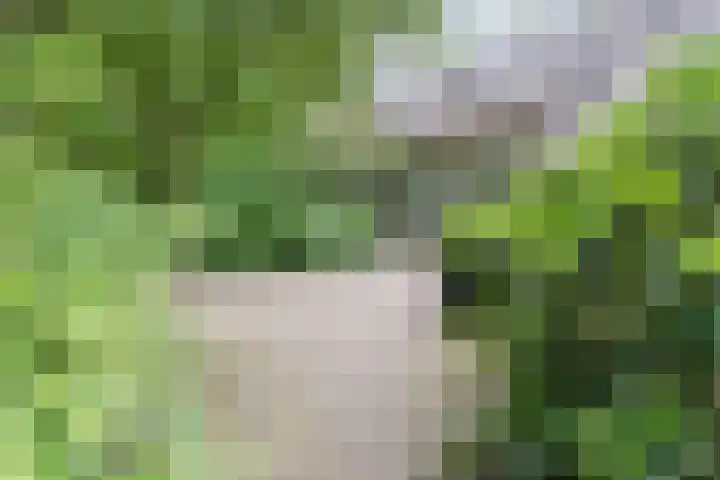 Hulstkampenweg 2 Nieuwleusen thumbnail 50