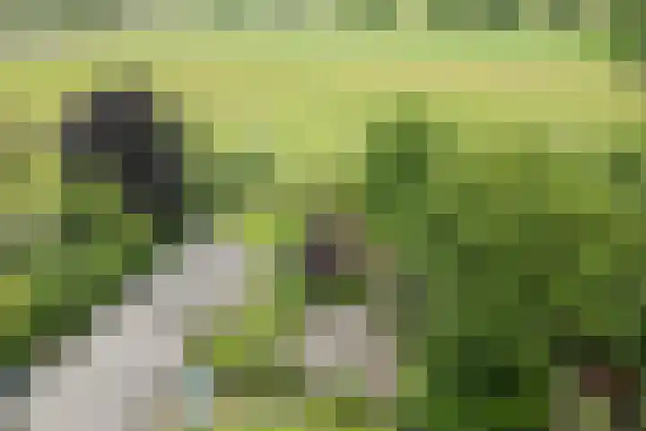 Hulstkampenweg 2 Nieuwleusen thumbnail 59