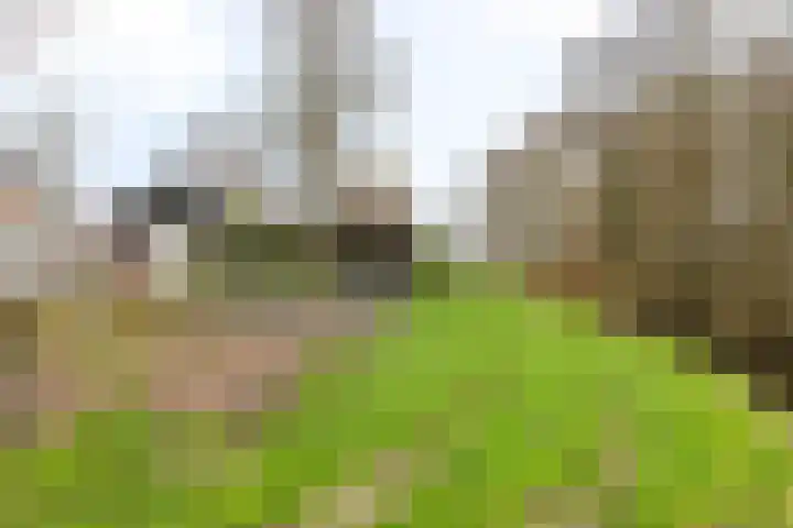 Humaldawei 47 Jouswier thumbnail 34