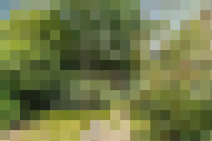 Humperdincklaan 51 Eindhoven thumbnail 31
