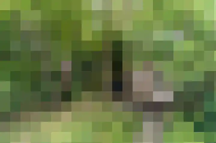 Humperdincklaan 51 Eindhoven thumbnail 32