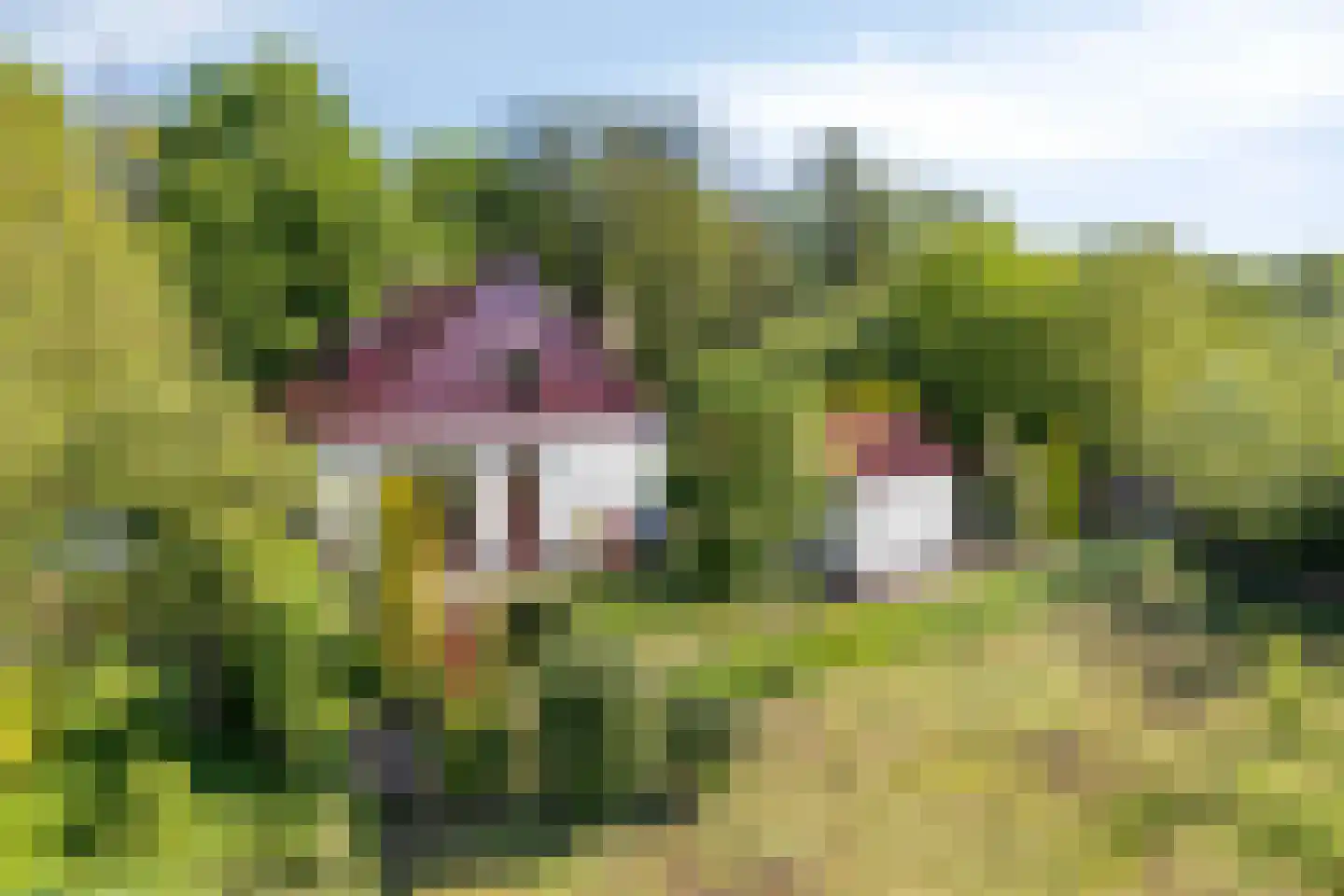 Hungerinkpad 3 Eefde foto 3