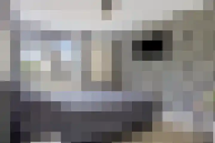 Hunneschansallee 47 Duiven thumbnail 20