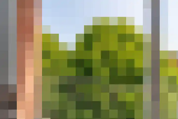 Hunze 14 Apeldoorn thumbnail 12