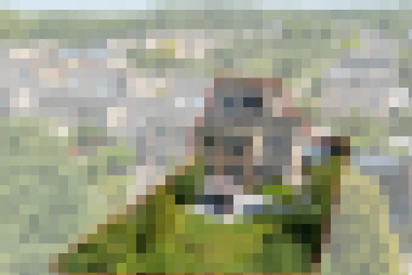 Hunzebos 20 Purmerend thumbnail 4