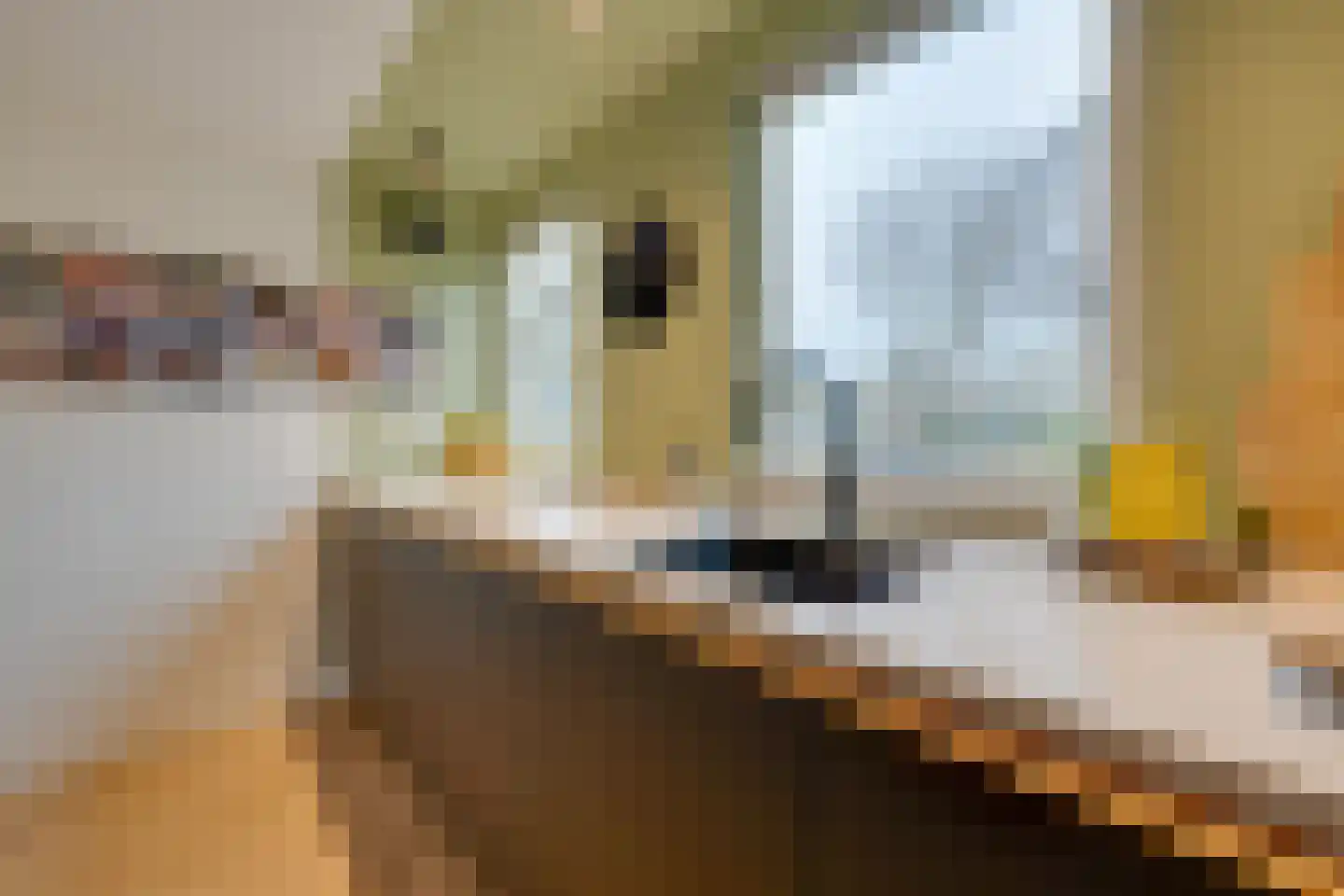Hunzebos 43 Purmerend thumbnail 30