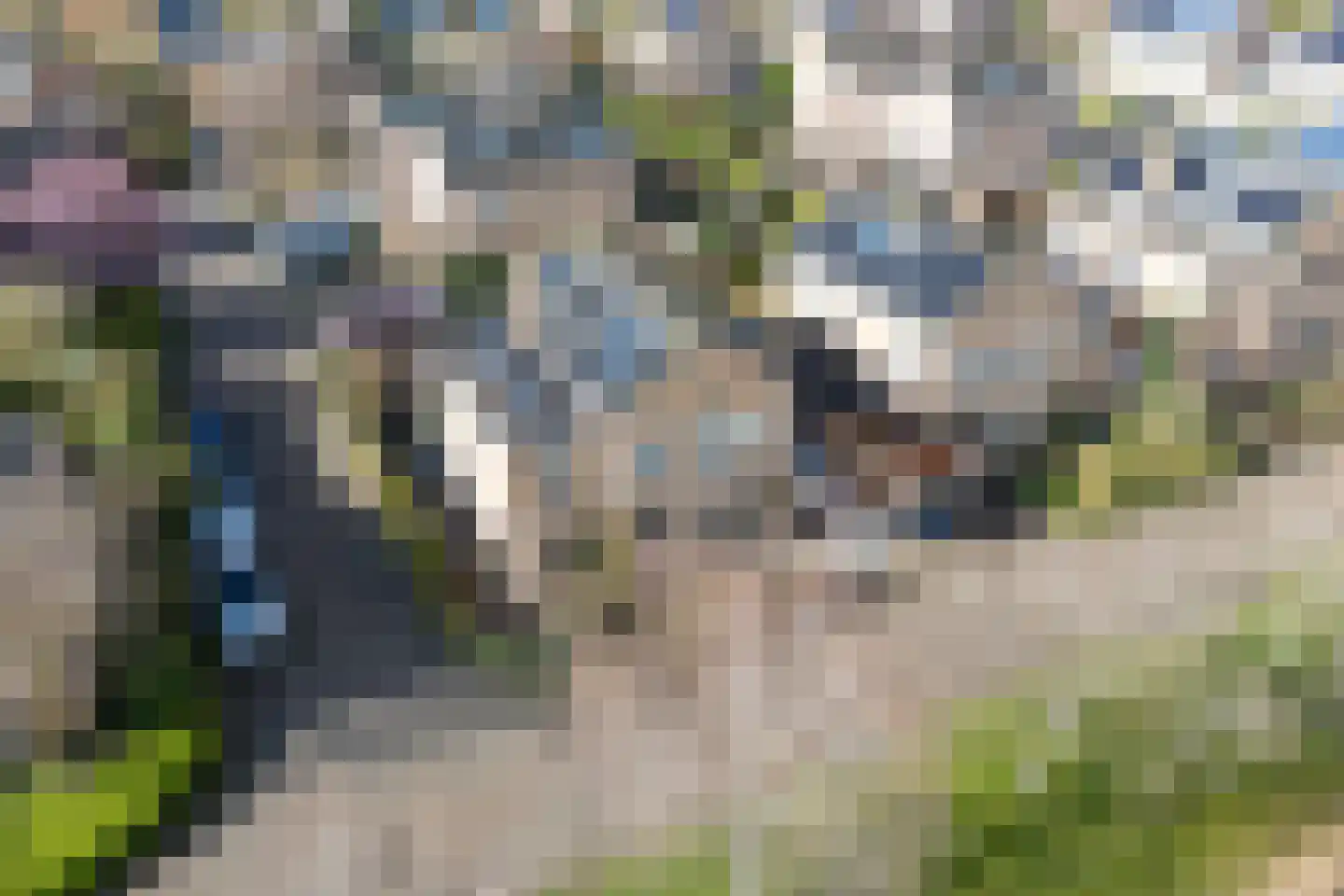 Hunzebos 43 Purmerend thumbnail 62